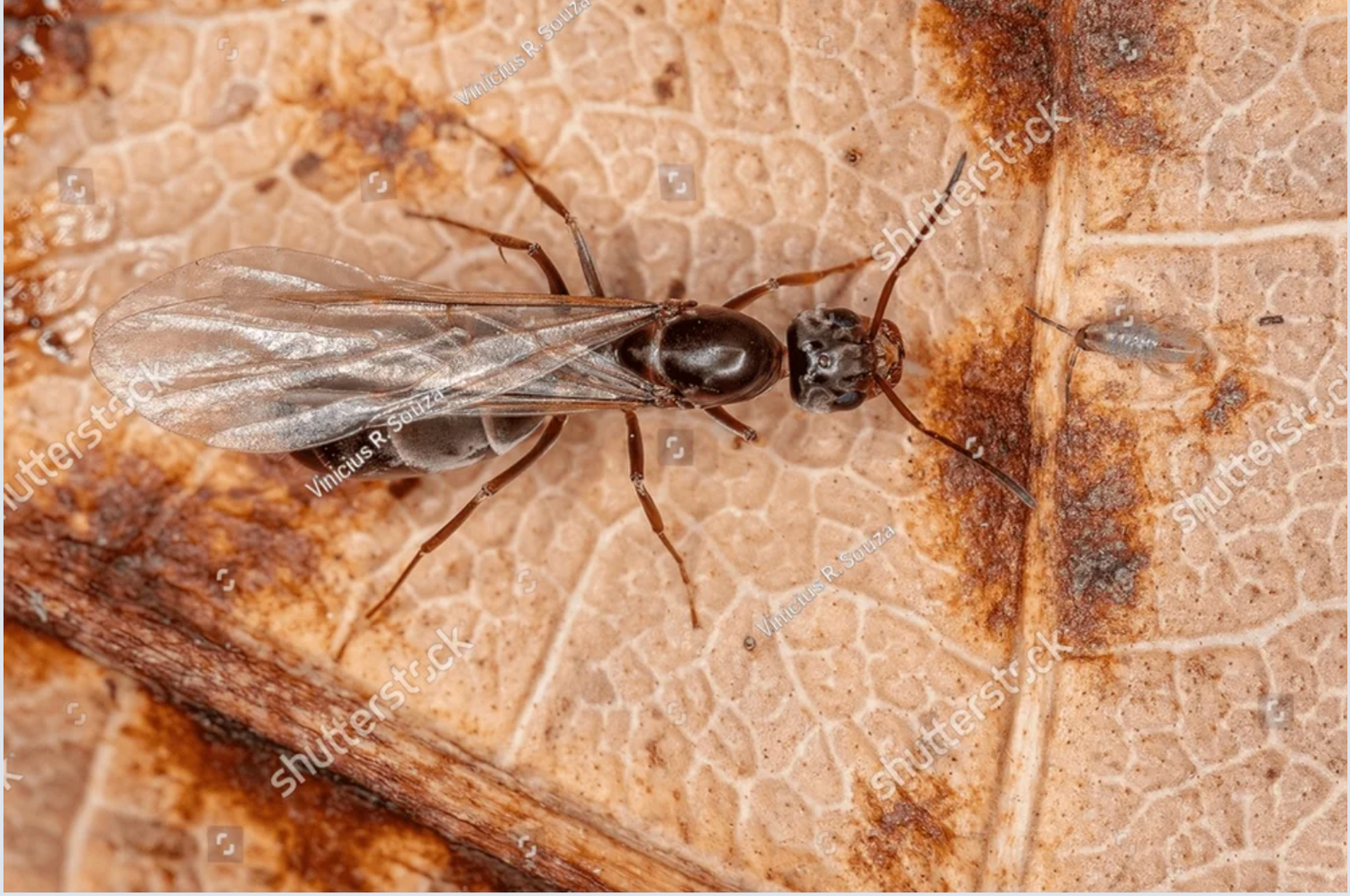 6 Signs Of A Healthy Queen Ant
