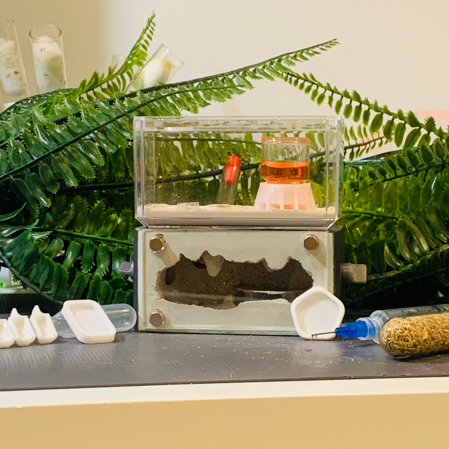 Is A Pet Ant Colony Right For You?