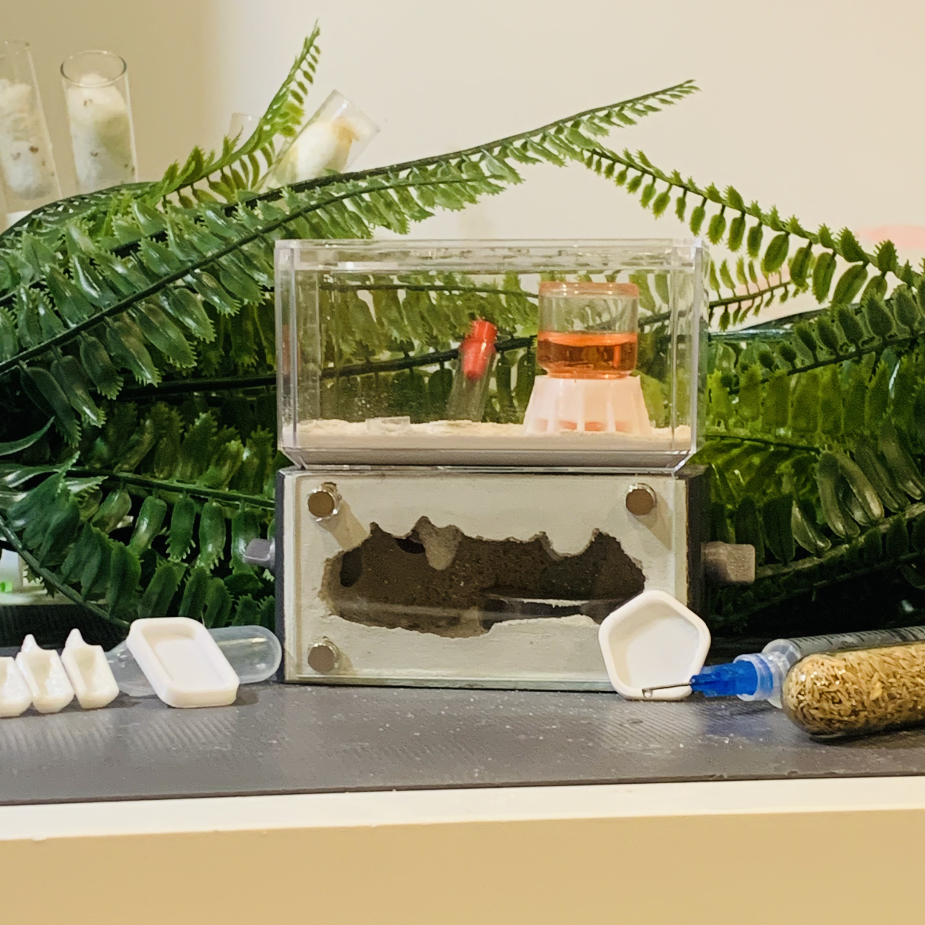 Is A Pet Ant Colony Right For You?
