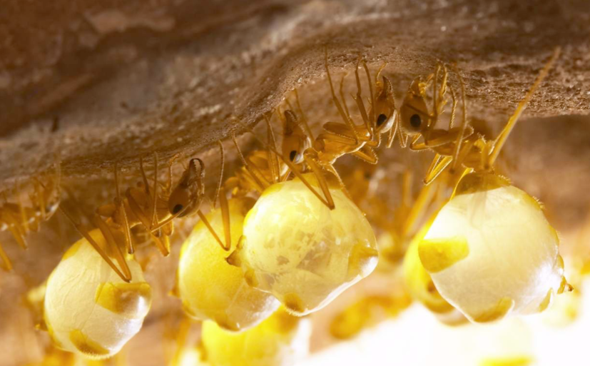 Why Do Ants Have 2 Stomachs?