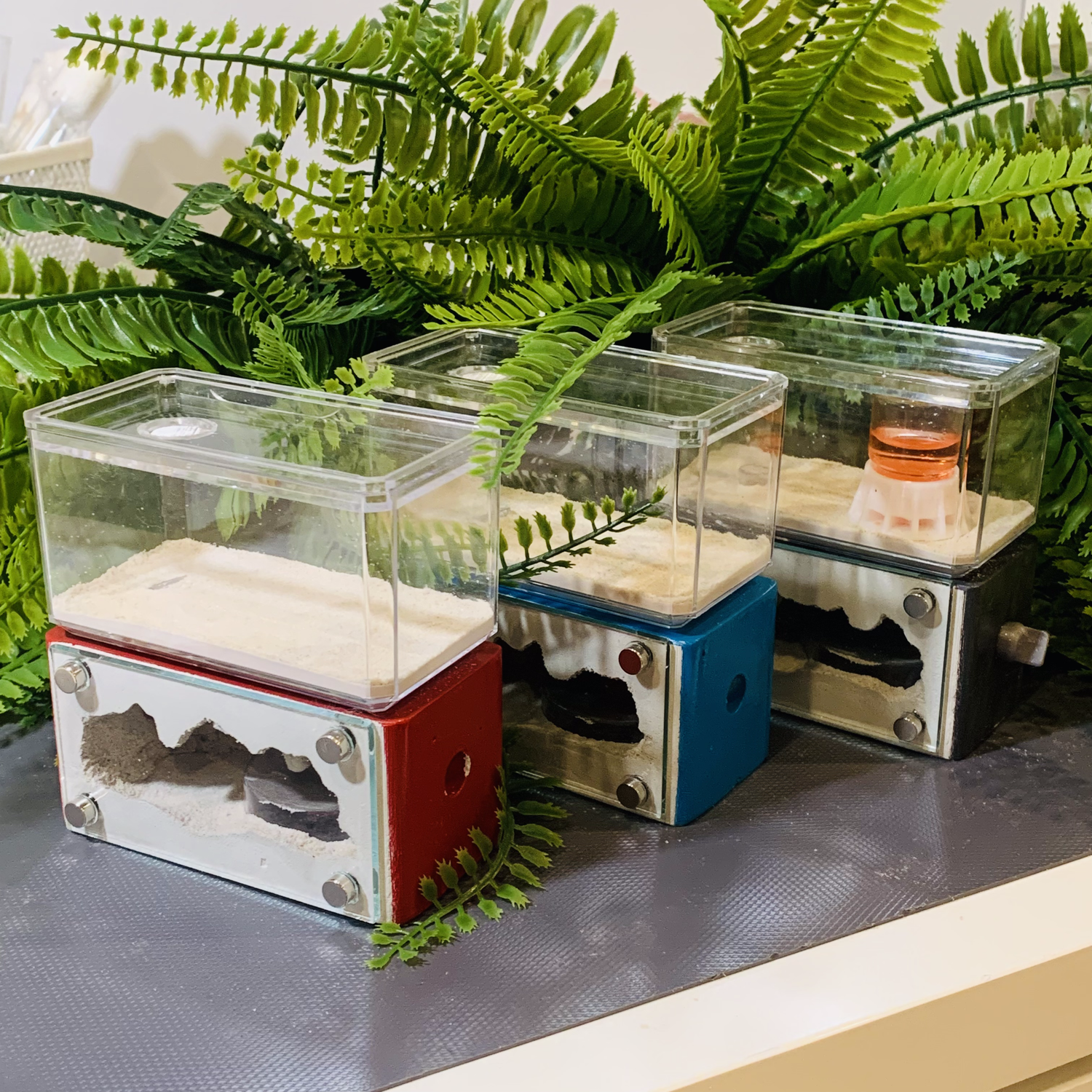 8 Steps to Relocate An Ant Colony From Old Formicarium to New Formicarium