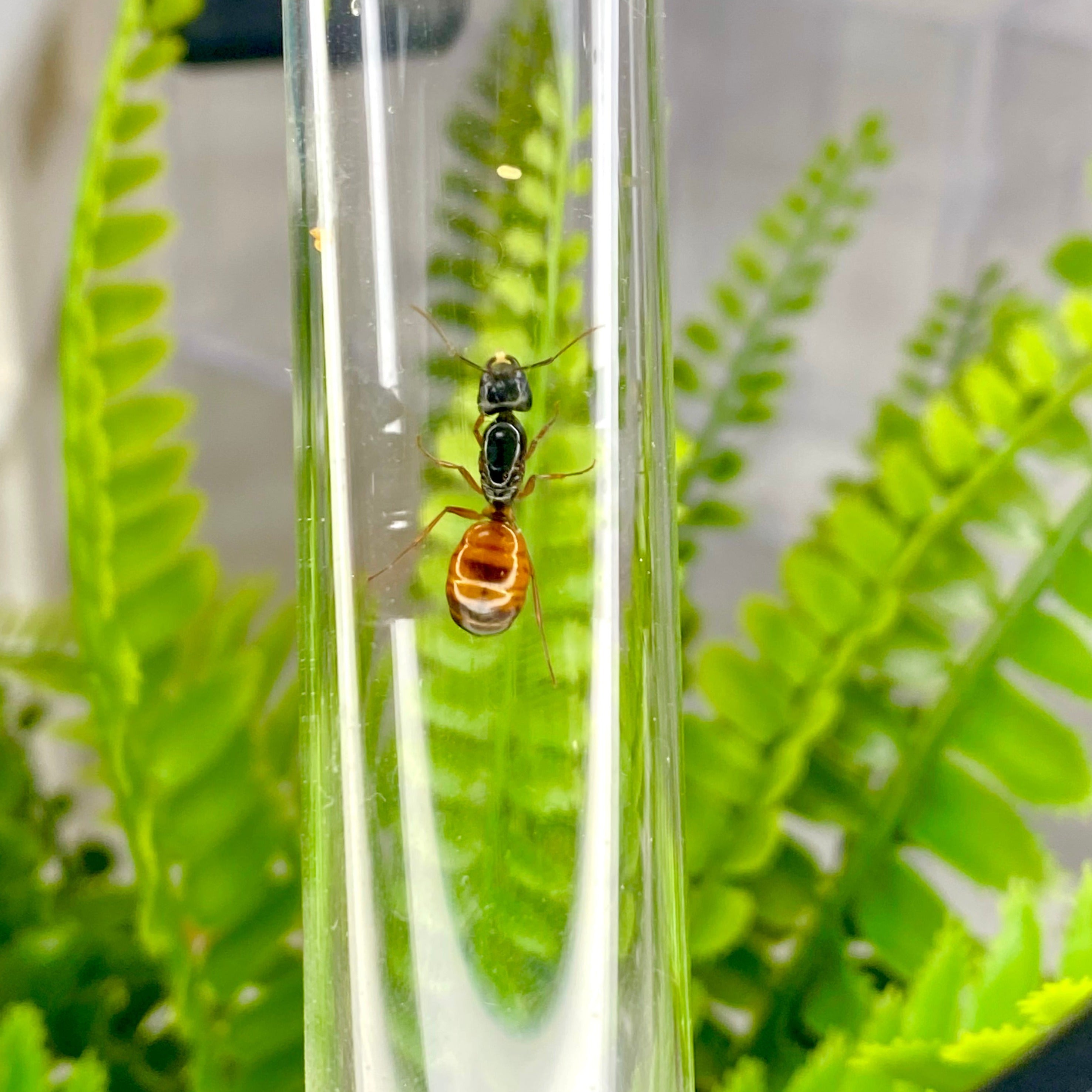 Golden Tail Ants (C. sansabeanus)