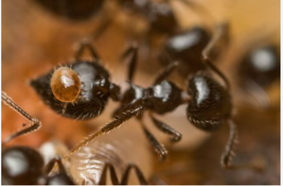 Phoretic Mites & How To Prevent Them
