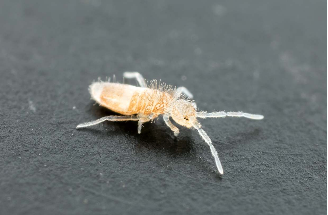 "Nest-Cleaning" Creatures for Ant Colonies
