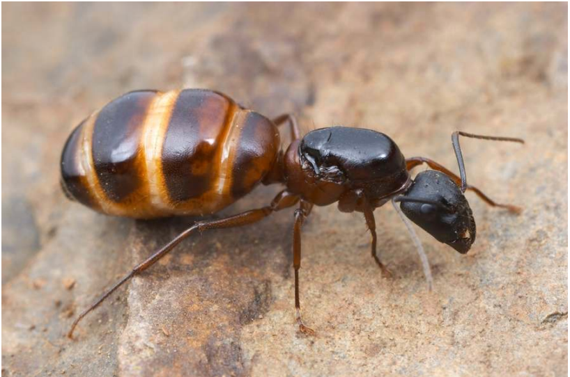 How to Determine if a Queen Ant Has Mated?