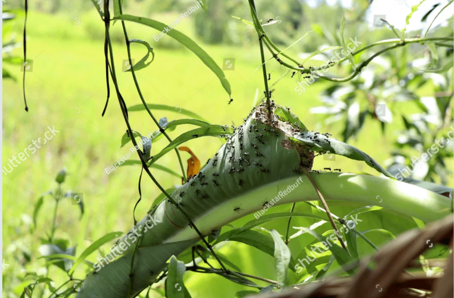 How to Start An Ant Colony (with 20% sales Ant Pack)