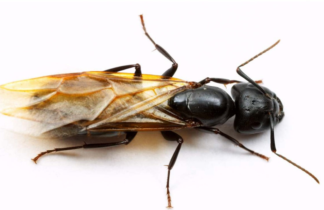 Tips For Hunting Queen Ants - DIY