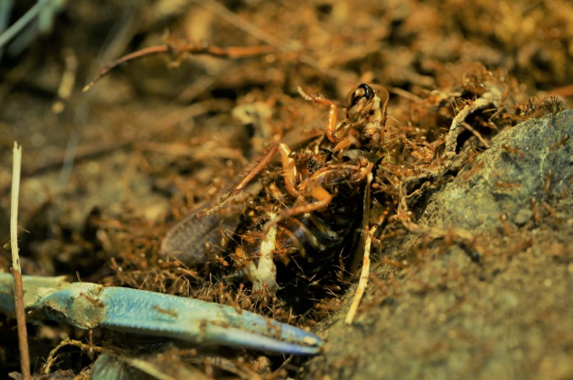 What Happens When an Ant First Discovers Food