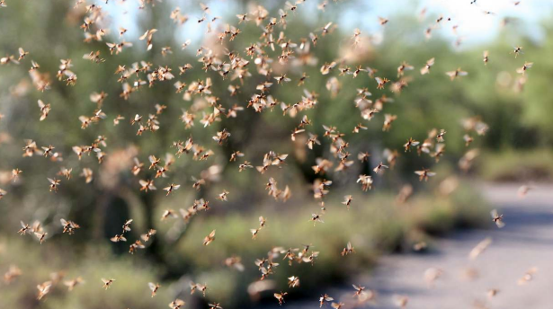 The Ever Diverse Ant Reproduction Cycle - 7 Types