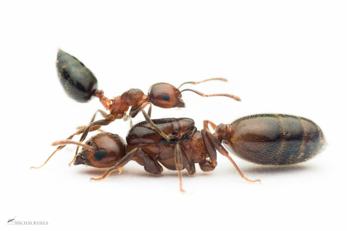 Ants For Sale