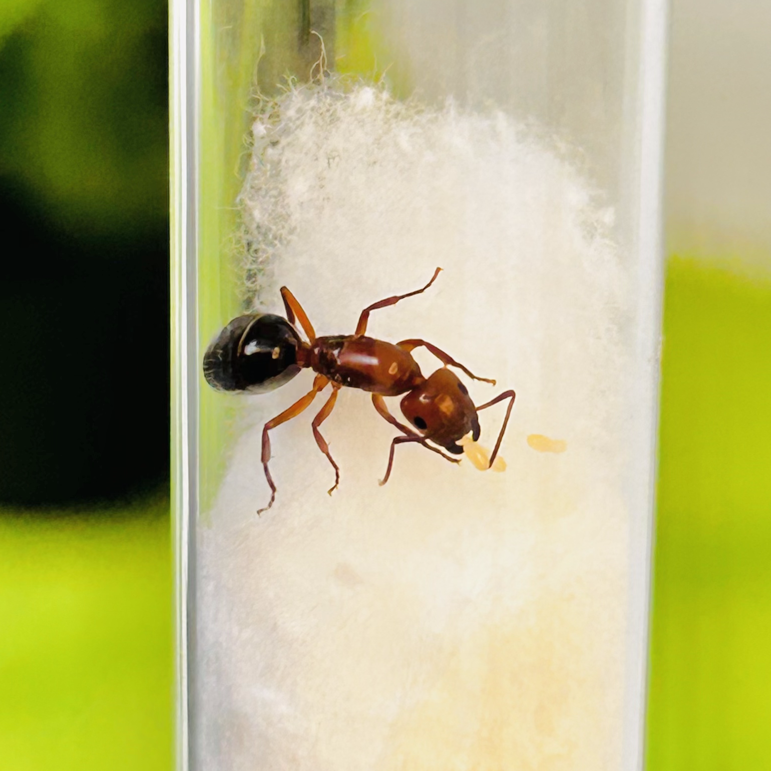 Mini Ruby Ants (C. discolor)