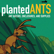 Planted ANTS logo